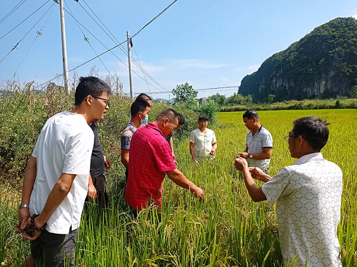 培训学员在田间交流种植经验